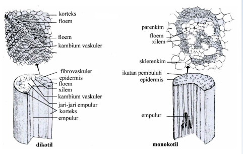 Organ Tumbuhan - Penampang Melintang Batang Monokotil dan Dikotil - Risnaldy